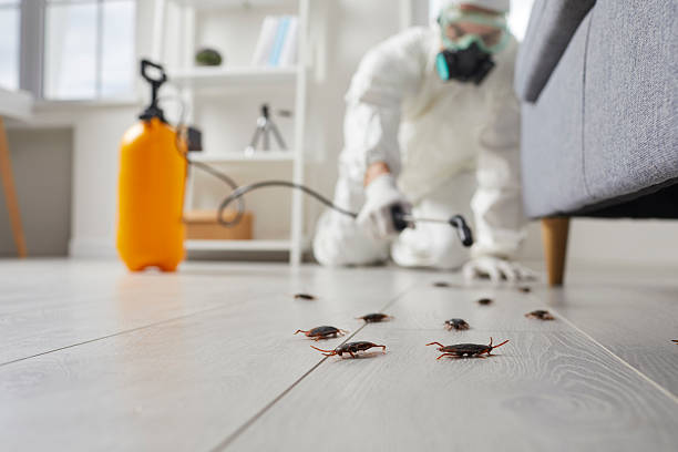 Commercial Rodent Management in North Lynnwood